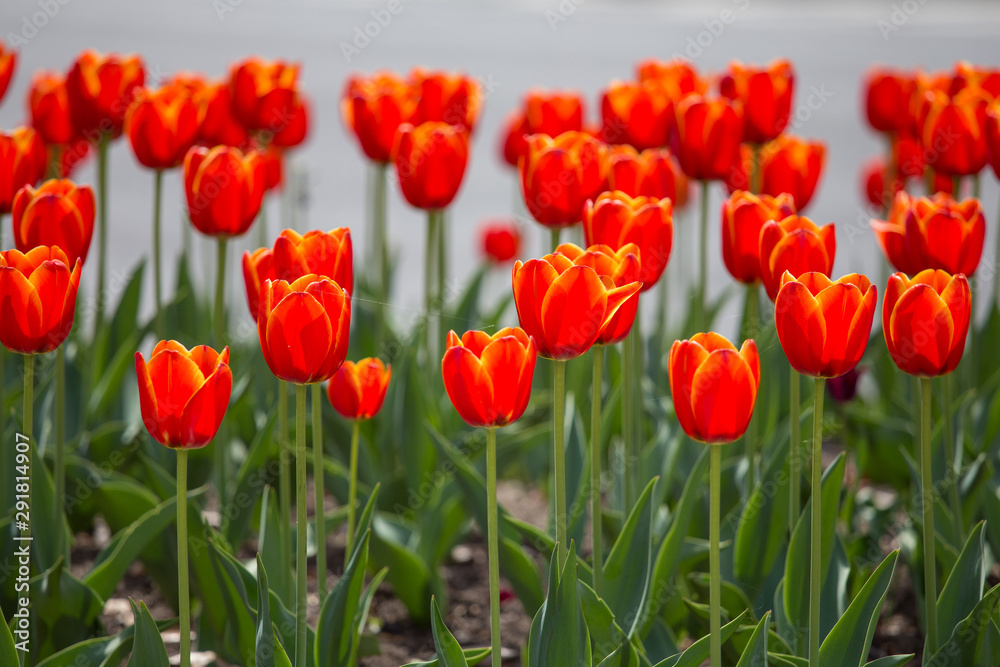 spring tulips capitol hill washington dc usa