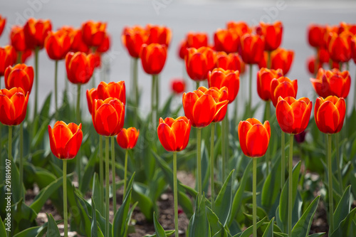 spring tulips capitol hill washington dc usa