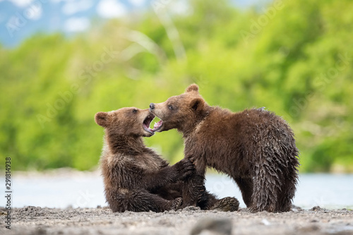 The young Kamchatka brown bear, Ursus arctos beringianus catches salmons at Kuril Lake in Kamchatka, running and playing in the water, action picture