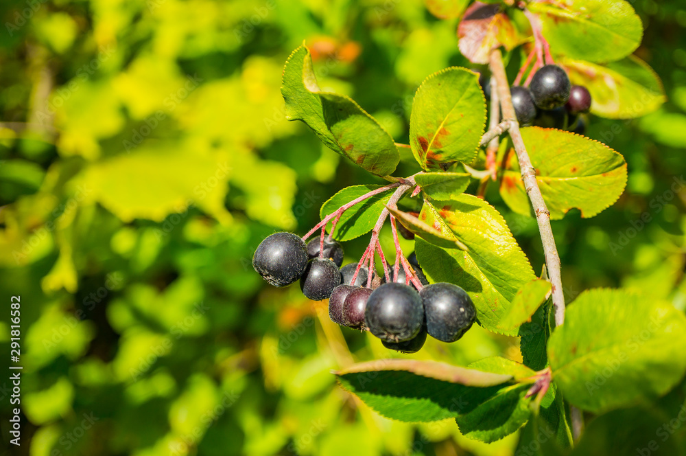 Aronia berries (Aronia melanocarpa, chokeberry) on a branch in the garden. Sunny day. Macro. Soft focus, selected focus. Aronia berries (Aronia melanocarpa, chokeberry) on a branch in the garden. Sunny day. Macro. Soft focus, selected focus.
