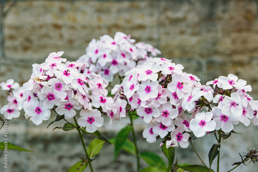 Image of colorful Phlox paniculata in the garden Image of colorful Phlox paniculata in the garden