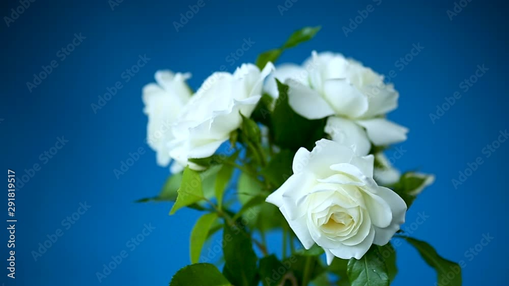 bouquet of beautiful white roses on a blue bouquet of beautiful white roses on a blue