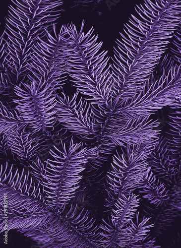 Abstract photo of pine tree painted in trendy purple color.