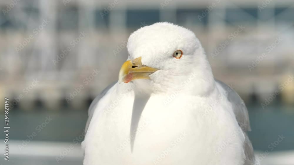 24908_Closer_look_of_the_white_bird_with_the_yellow_beak.mov 24908_Closer_look_of_the_white_bird_with_the_yellow_beak.mov