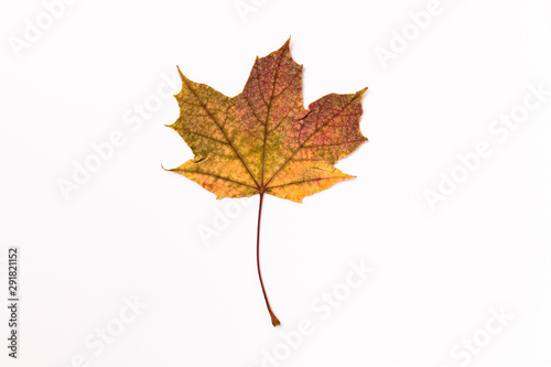 Autumn Maple Leaf, isolated on a white background, centered