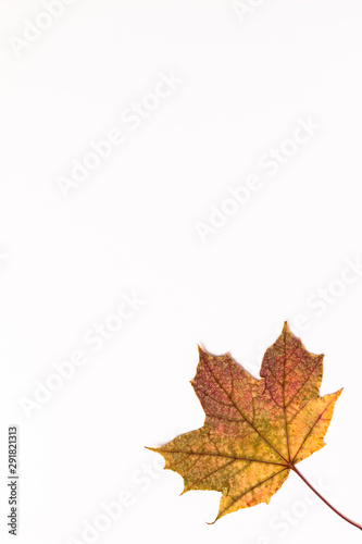 Autumn Maple Leaf  isolated on a white background  off center