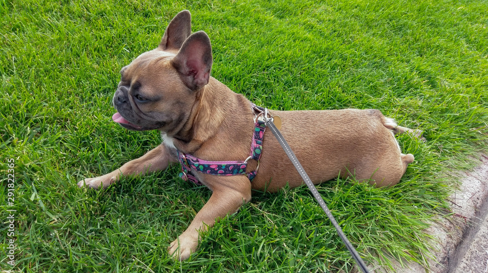 Cute french bulldog lying on green grass