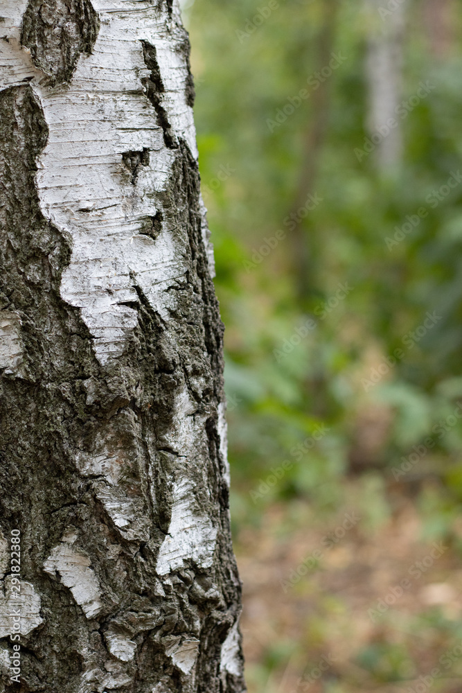 Birch Tree Trunk Bark Texture Close up on blurred background Birch Tree Trunk Bark Texture Close up on blurred background