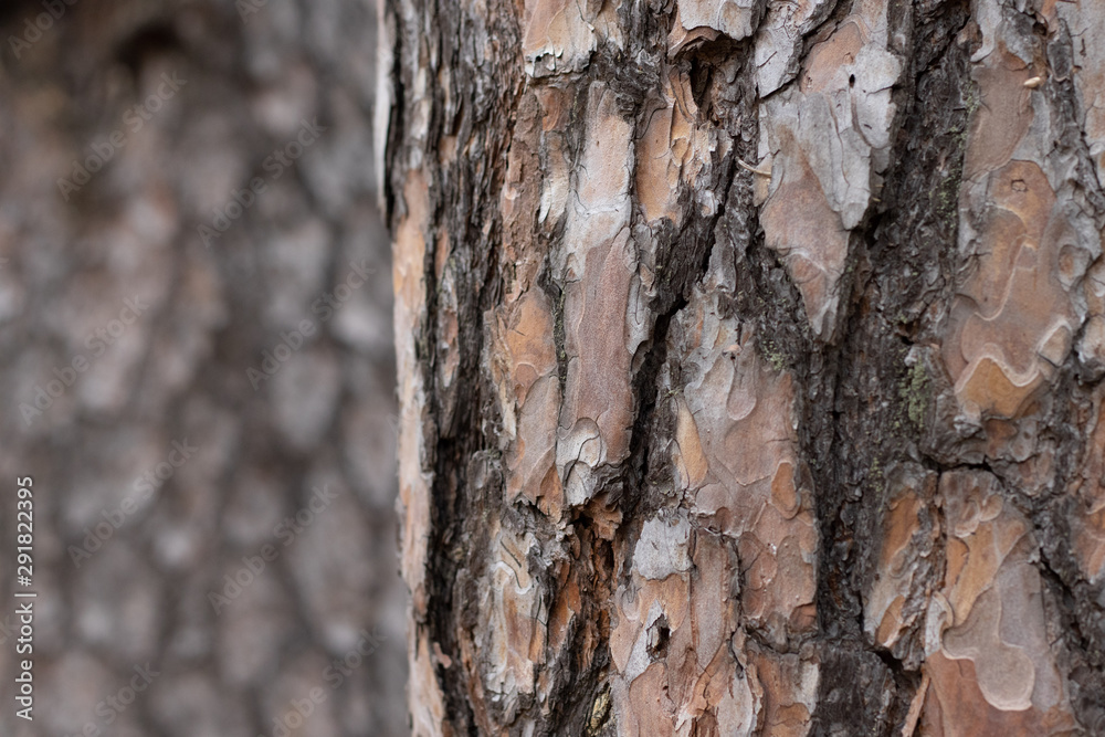 Pine Tree Trunk Bark Texture Close up on blurred Pine background Pine Tree Trunk Bark Texture Close up on blurred Pine background