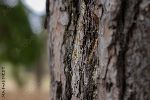 Fototapeta Naklejka Na Ścianę i Meble -  Pine Tree Trunk Bark Texture Close up on blurred background