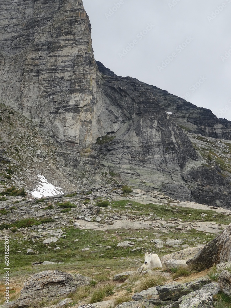 Gimli peak goats