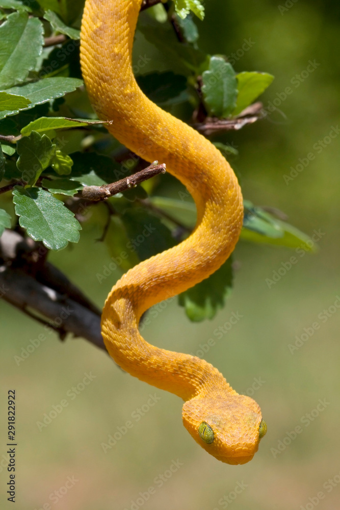 Western Bush Viper (Atheris chlorechis) 