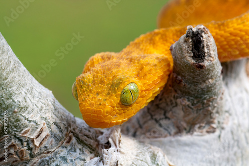 Baby Venomous Western Bush Viper (Atheris chlorechis) in tree photo