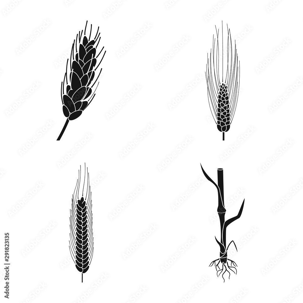 Vector illustration of rye and plant logo. Set of rye and corn stock symbol for web. Vector illustration of rye and plant logo. Set of rye and corn stock symbol for web.