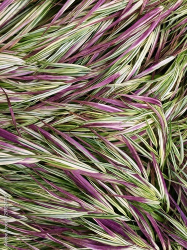 background of ornamental grass
