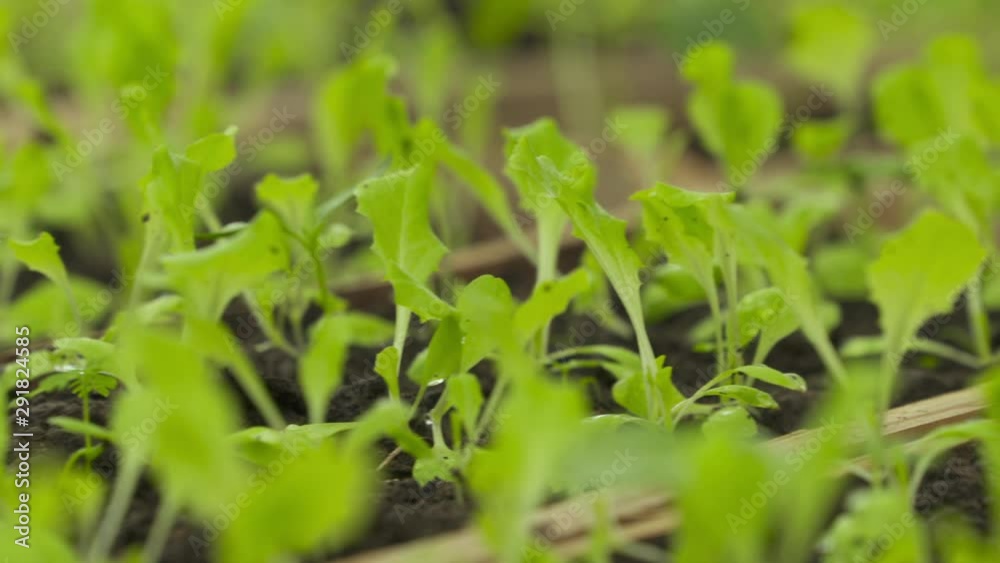 Pan across young lettuce plants in a garden growing in dark soil Pan across young lettuce plants in a garden growing in dark soil