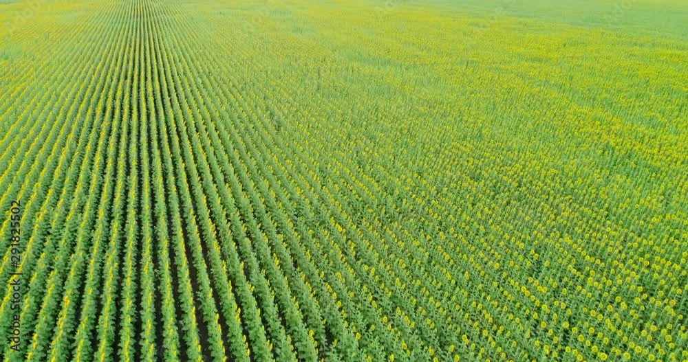 Scenic abstract sunflower field. Aerial view. Scenic abstract sunflower field. Aerial view.