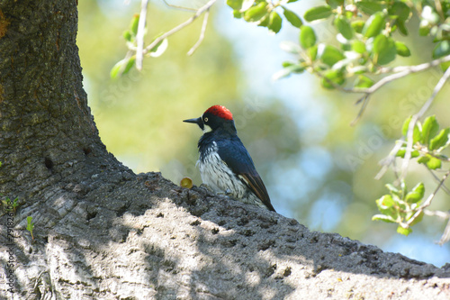 An Acorn Woodpecker, Melanerpes formicivorus, on the trunk of a treewith acorn top. photo