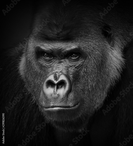 Gorilla portrait in black and white. Closeup of a dangerous-looking silverback. © LeitnerR