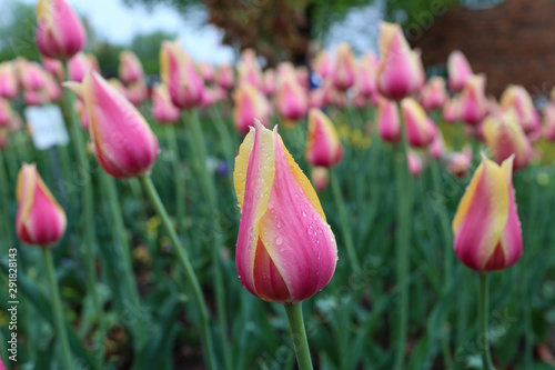 tulips in the garden