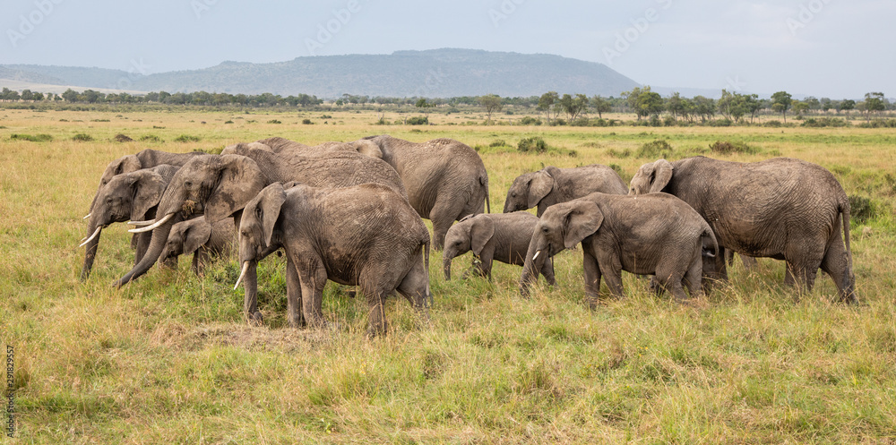 Herd of Elephants in the Masai Mara