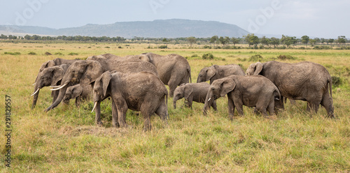 Herd of Elephants in the Masai Mara