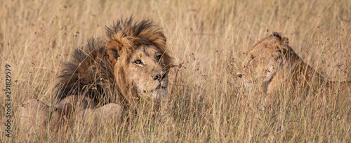 Male and female lion in the grass in the Masai Mara