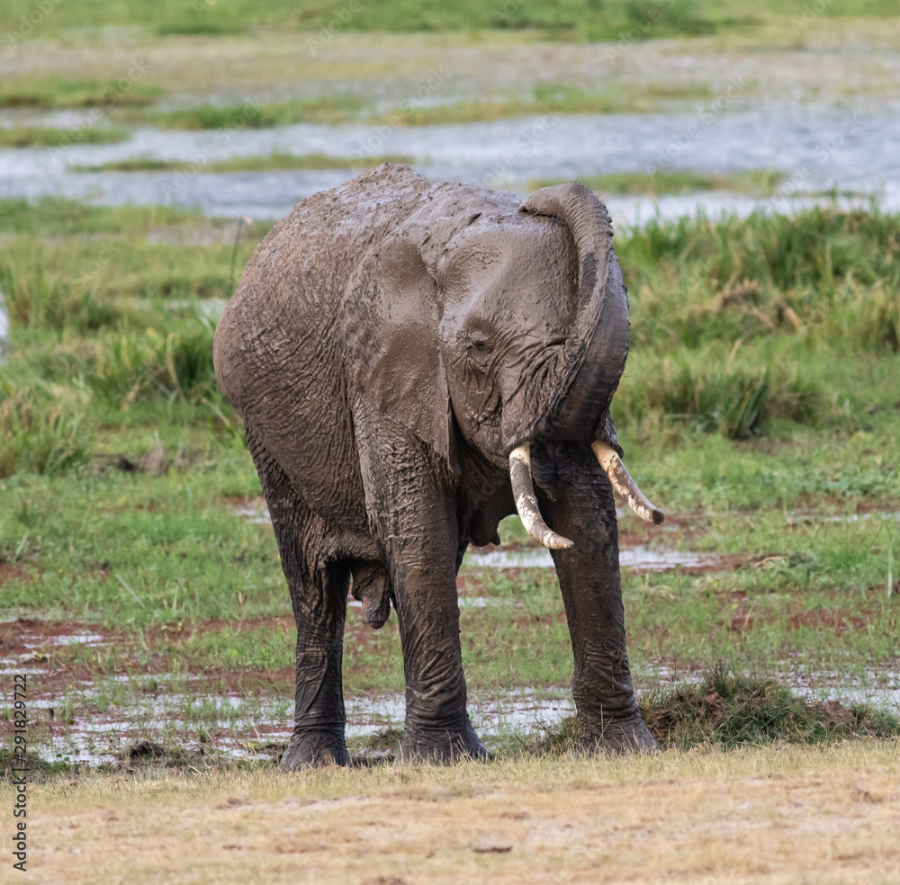 Elephant giving itself a mud bath in the Amboseli National Park