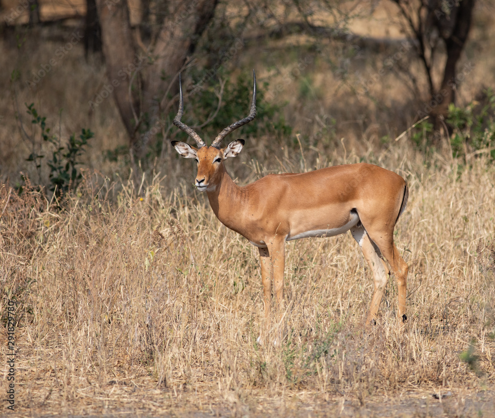 impala impala