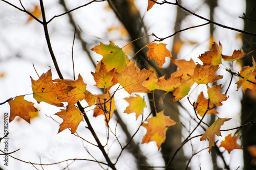 autumn leaves on tree