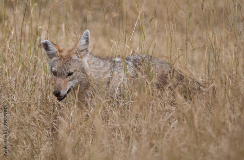 Jackal in the high grass in the Ngorongoro Crater