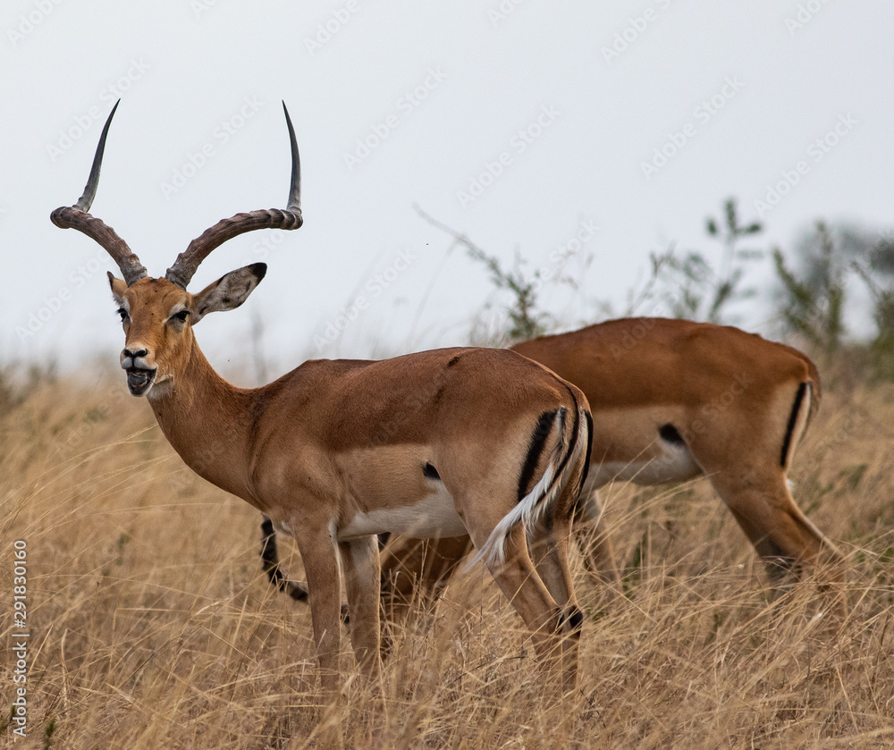 Impala in the high grass in the Serengeti National Park Impala in the high grass in the Serengeti National Park