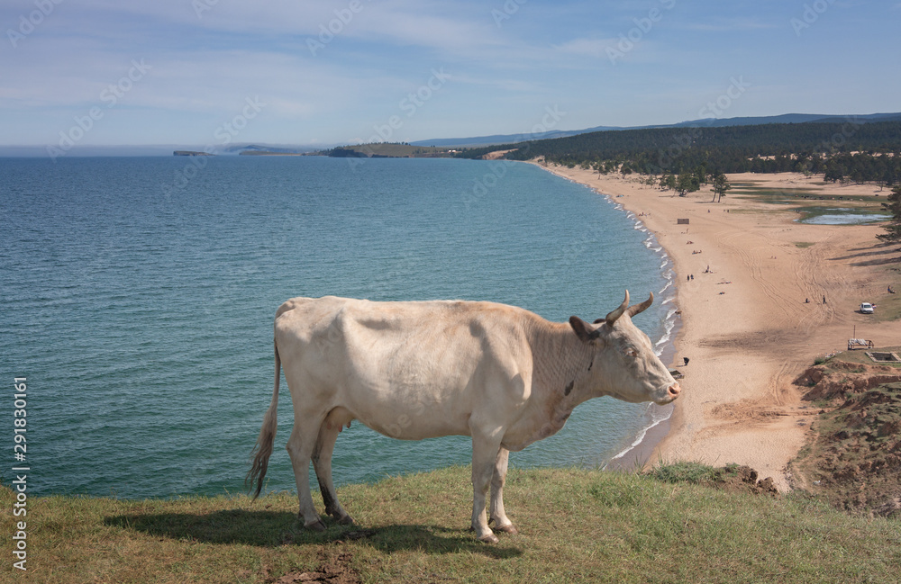 Cow on Lake Baikal on island Olkhon Cow on Lake Baikal on island Olkhon