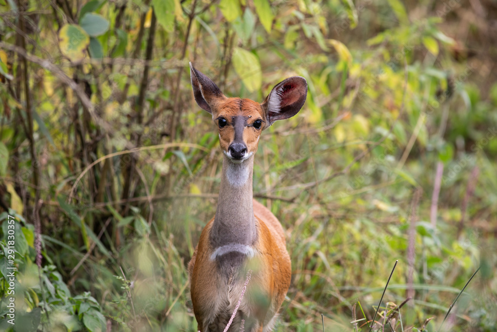 Bushbuck in the trees in Arusha National Park Bushbuck in the trees in Arusha National Park