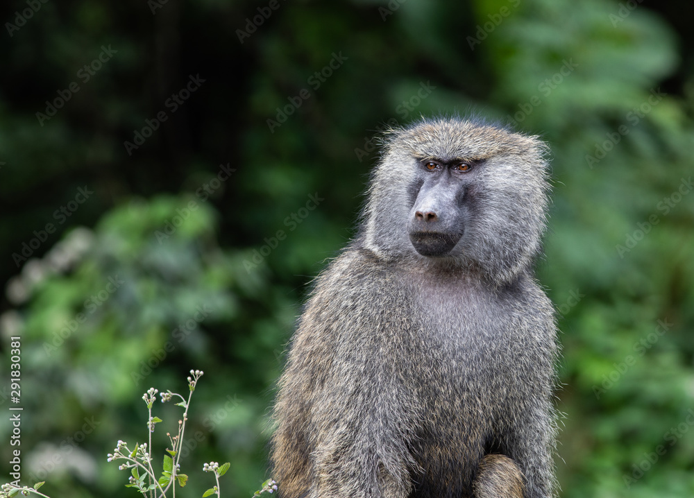 portrait of baboon portrait of baboon