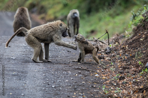 Two young baboons playing in Arusha National Park