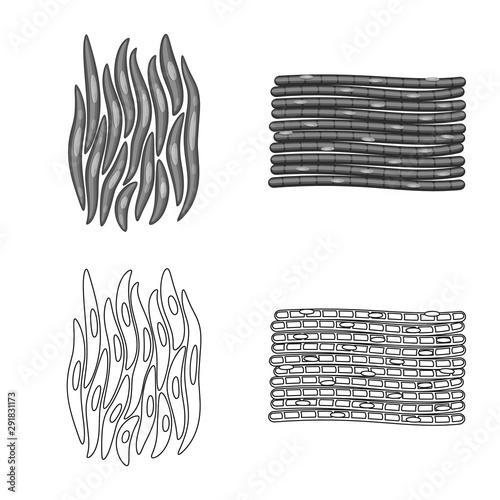 Vector illustration of fiber and muscular logo. Set of fiber and body stock symbol for web.