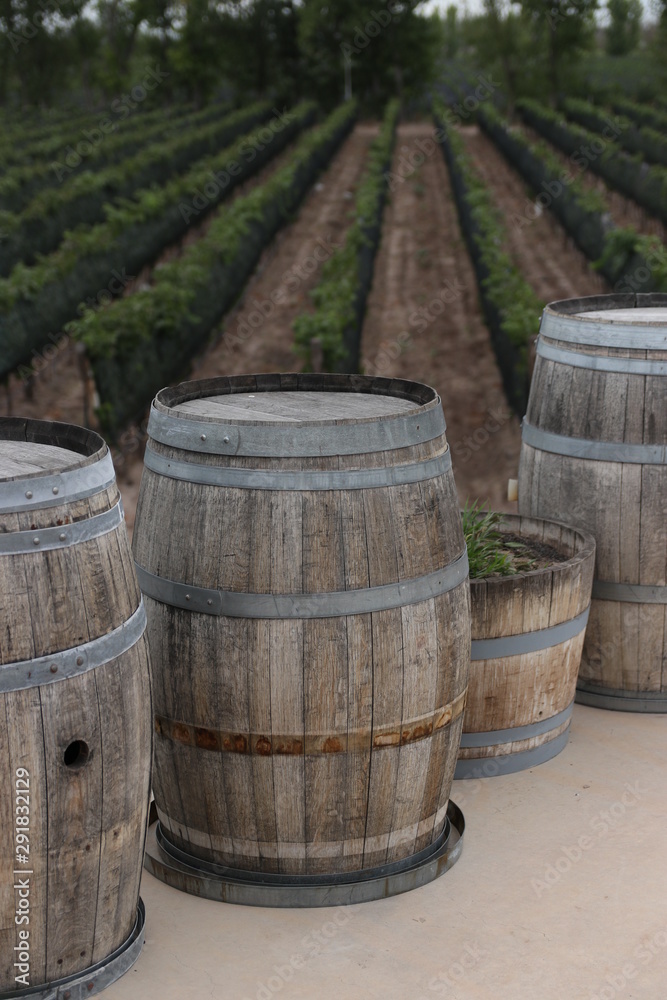 Old wine barrels in a vineyard