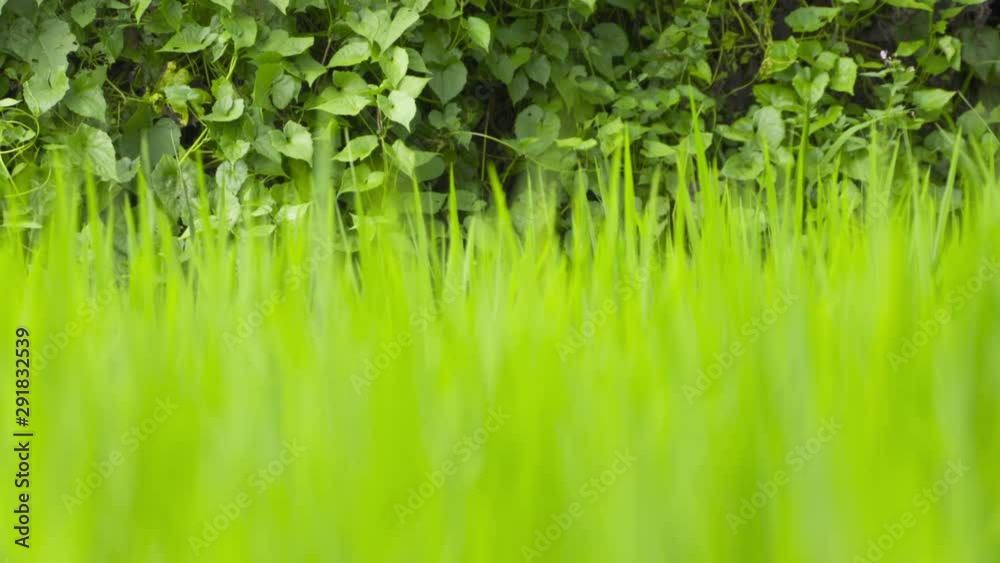 Close up low angle shot rack focusing through blades of grass in a field Close up low angle shot rack focusing through blades of grass in a field