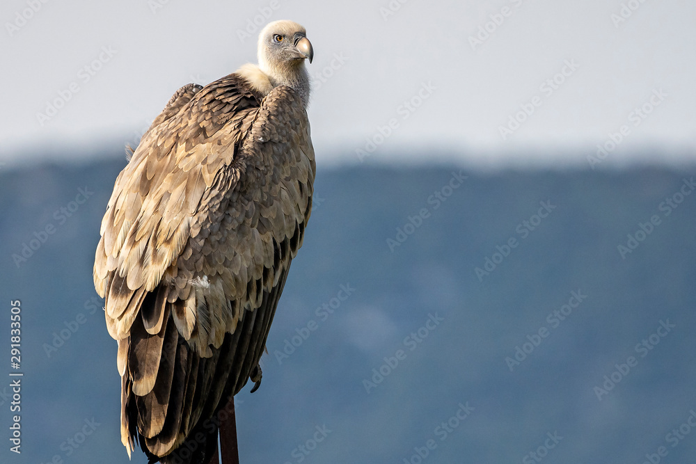 Griffon vulture (gyps fulvus) perched on a pole in Alcoy. Griffon vulture (gyps fulvus) perched on a pole in Alcoy.