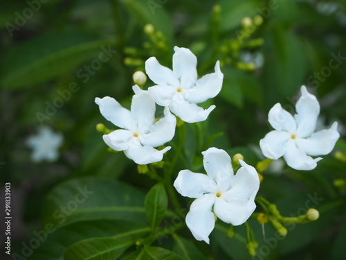  White gardenia flowers blooming in a white background.