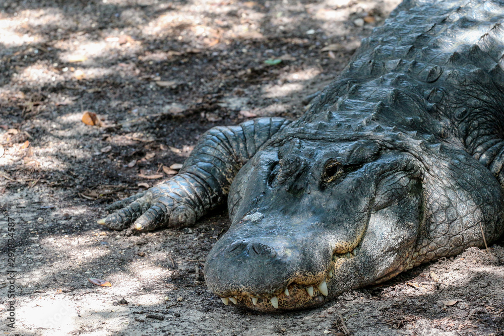 Naklejka premium Alligator 