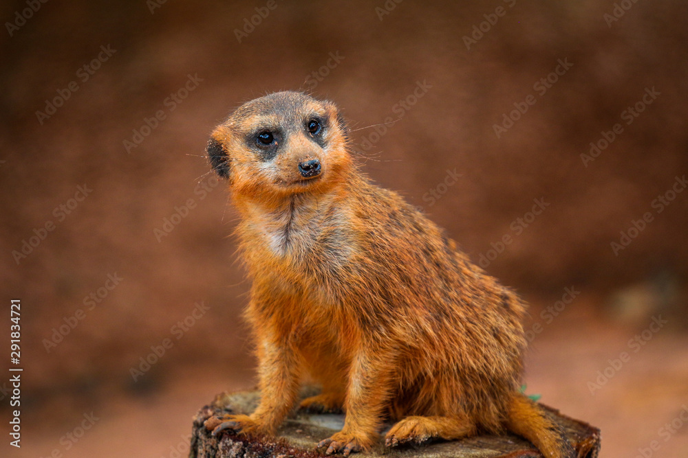Fototapeta premium Meerkat on Guard 