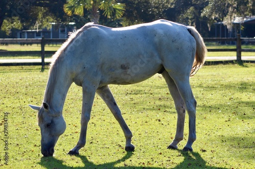 Grey horse grazing in sunlight