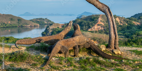 Komodo dragons. Scientific name: Varanus komodoensis. Biggest in the world living lizard in natural habitat. Landscape of Island Rinca. Indonesia.