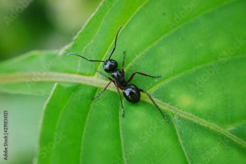 ant © Phalathip