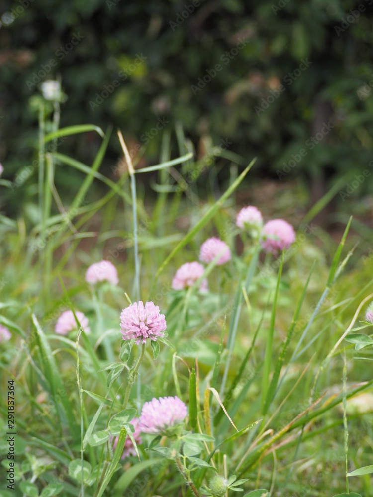 春の野原に咲くクローバーのピンク色の花 Stock Photo Adobe Stock