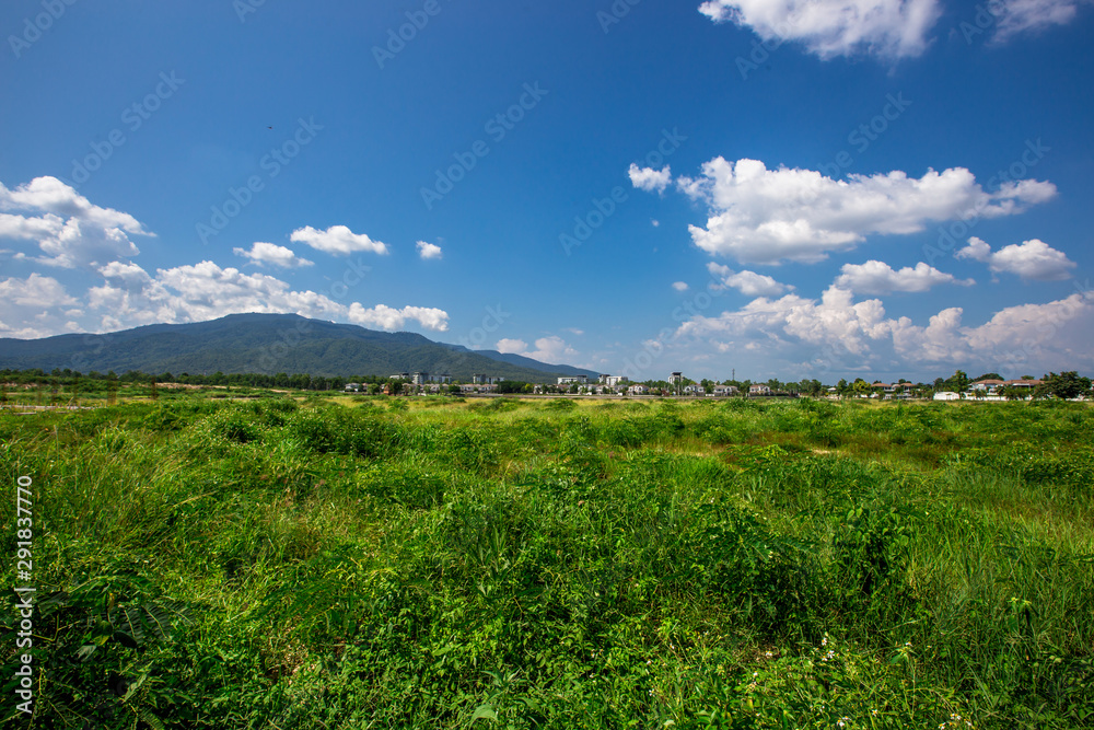 Close-up nature background of green grass, bright blue sky, natural beauty during the day Close-up nature background of green grass, bright blue sky, natural beauty during the day