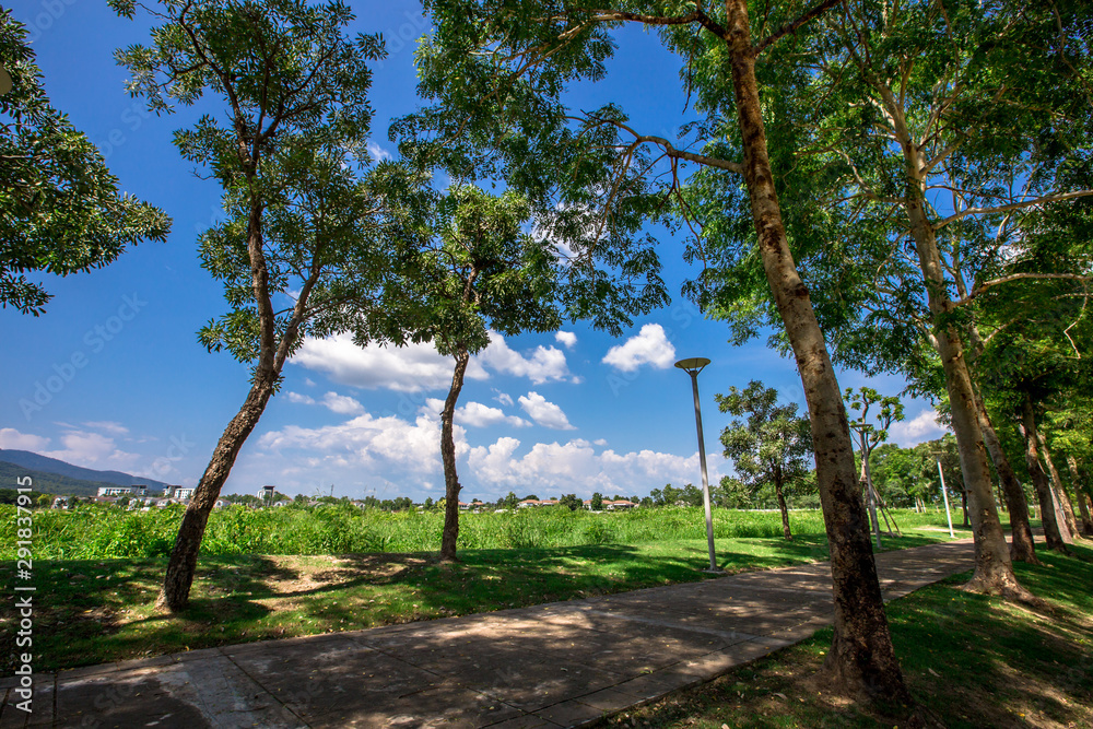 Close-up natural background from the park, with biking trails and surrounded by green trees, clear skies during the day, cool breeze blowing through