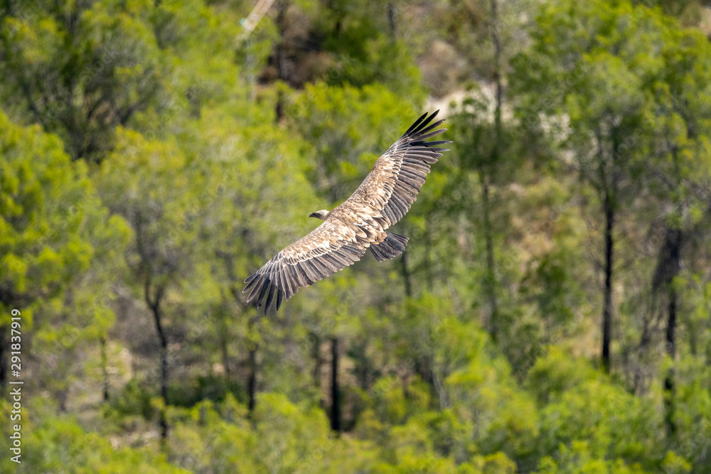 Fototapeta premium Griffon vulture (gyps fulvus) in flight, Alcoy.
